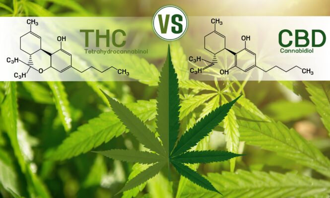 THC vs CBD Vapes
